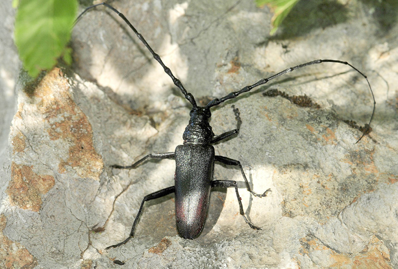 Cerambycidae:  Cerambyx cerdo, maschio